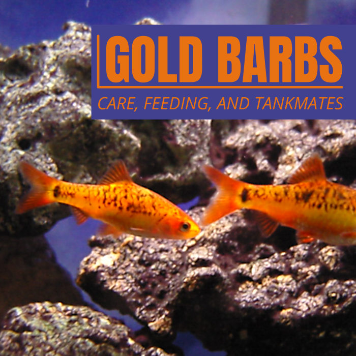 Gold barbs are perfect for beginner aquarists or those looking for small, semi-aggressive schooling fish for a community tank.