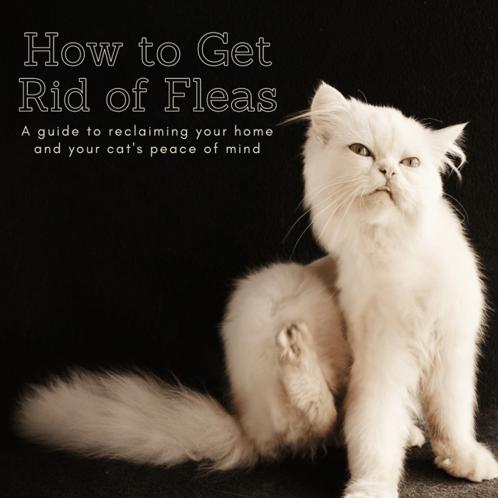 How to Get Rid of Fleas in the House and on Your Cat PetHelpful By