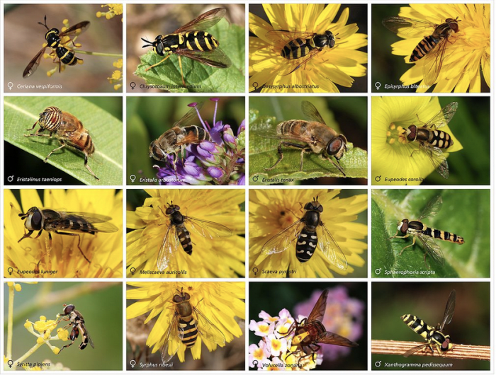 The amazing variety of flower flies, AKA hoverflies