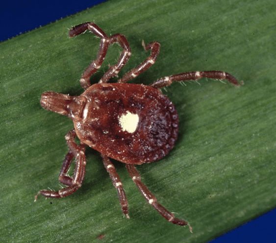 bug-identification-2
