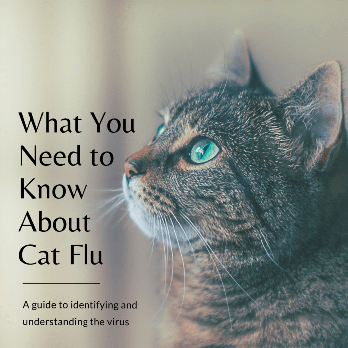 This guide will help you properly identify signs of cat flu and provide you with resources to help prevent your feline friend from contracting the virus in the first place.