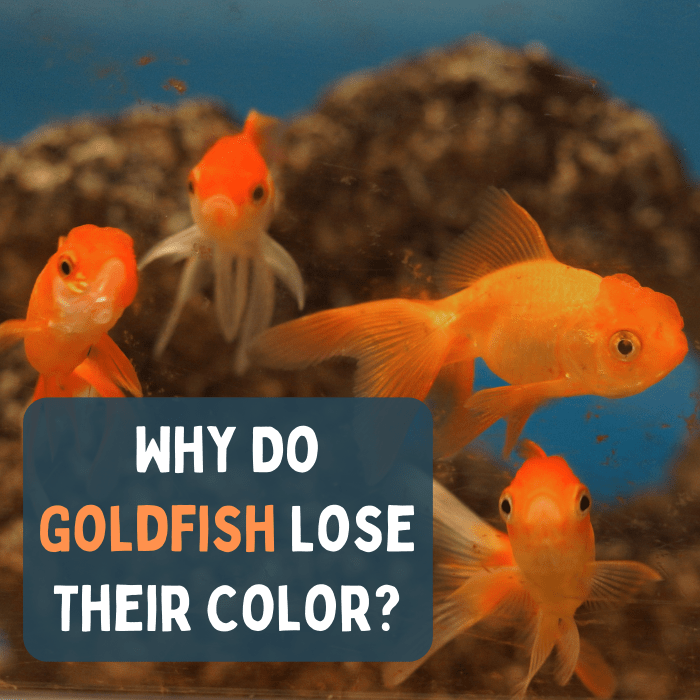 Si vous avez acheté votre poisson rouge pour sa couleur, vous risquez d'être déçu.