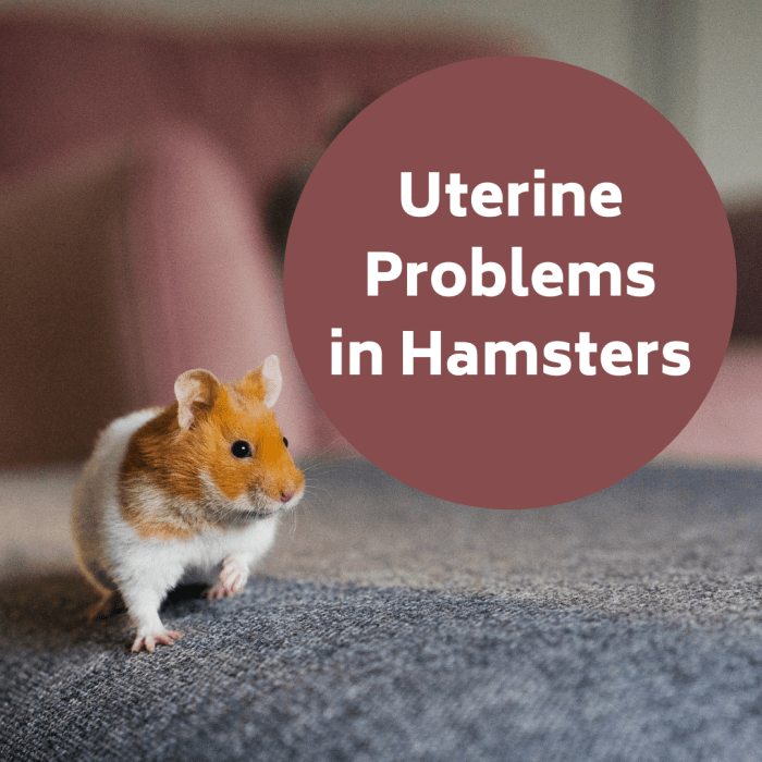 Uterine Problems in Hamsters Signs, Symptoms and Treatment PetHelpful