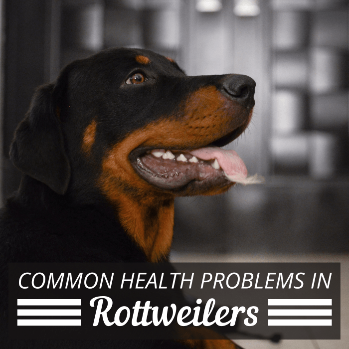 Rottweilers are prone to a number of health issues, so it's important that they see a vet consistently.