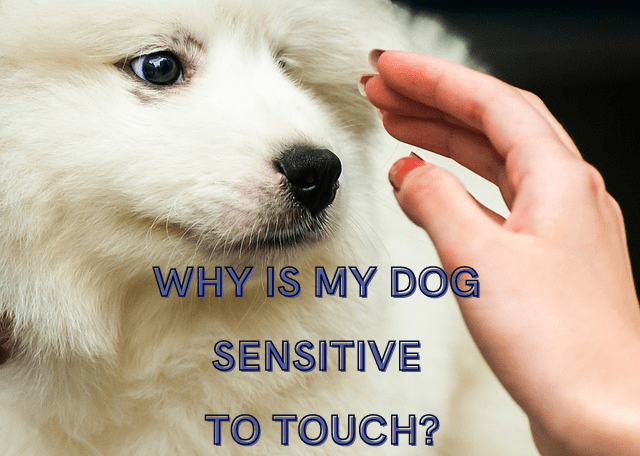 why-is-my-dog-sensitive-to-touch