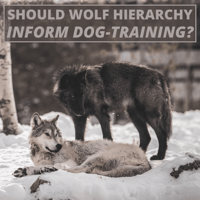 Early theories about wolf behavior led dog trainers to use authoritarian methods of behavior modification. This is no longer the norm.