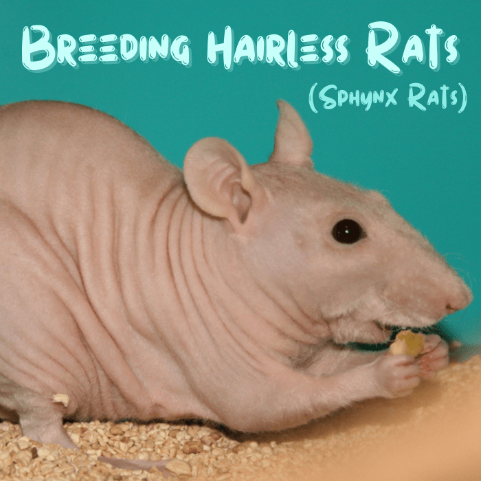 How to Breed Healthy Hairless Rats (Sphynx Rats) PetHelpful