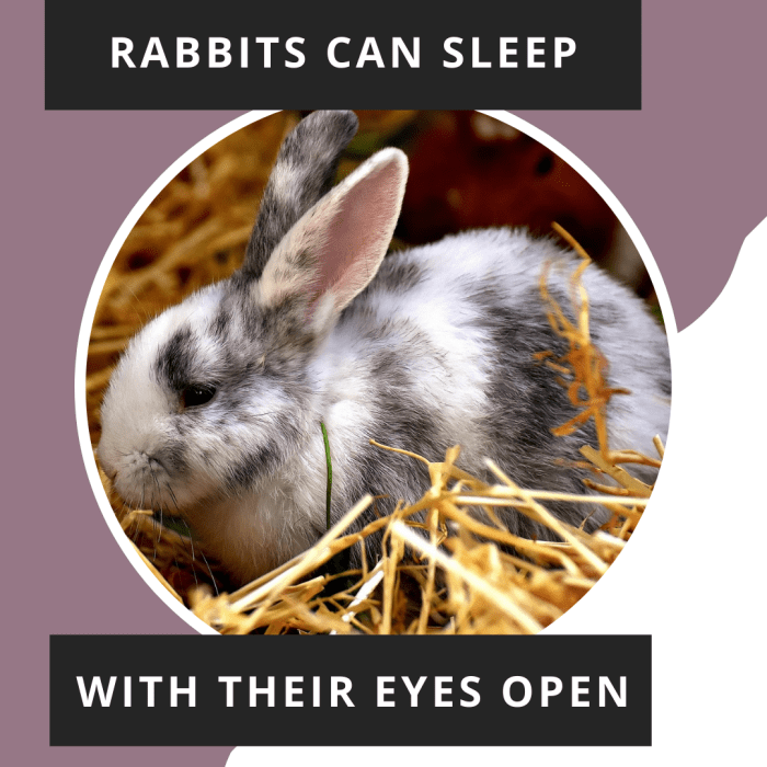 Why Rabbits Grind Their Teeth and Breathe Heavily During Sleep PetHelpful