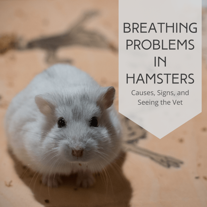 Hamster Breathing Fast and Heavy? Respiratory Infection Info - PetHelpful