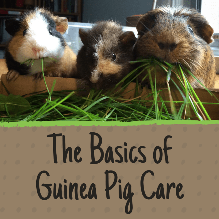 Are you an aspiring guinea pig owner? Find out what you need to know before bringing your new pets home.