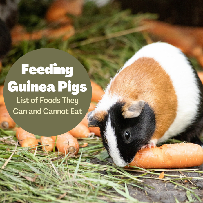 Guinea pigs can eat carrots, among many other fresh veggies. Learn more about what you can and cannot feed your pet.