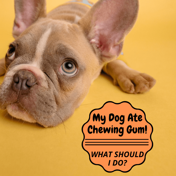 If the chewing gum your dog consumed contains xylitol, call your vet or an emergency line immediately.