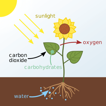 Here's a simple diagram that shows the process of photosynthesis. Water (carrying nutrients) travels up the roots of a plant and interacts with other elements to produce sugars (food). Oxygen is left over, which the plant breathes out.