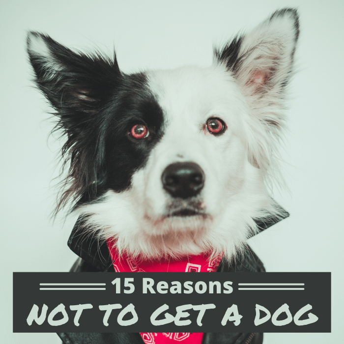 Dogs can make great pets, but there are a number of downsides and challenges that you should consider before deciding to bring one into your life.