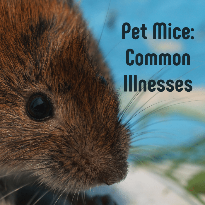 Learn about the common illnesses that can afflict pet mice, from colds to tumors.