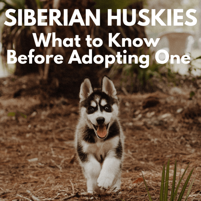 Huskies make great companions, but before taking the plunge, be sure you know what you are getting into.