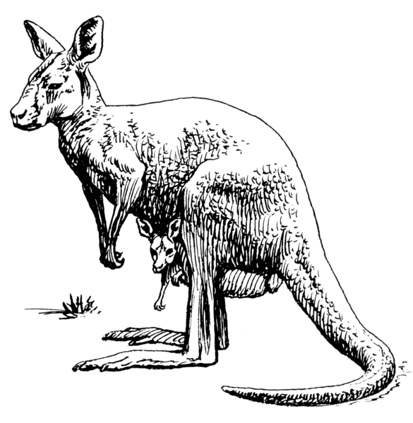 Is there a rare species of kangaroo living in the dark corners of North America?