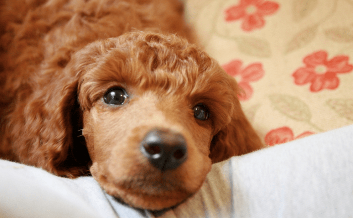 Cute Names for Pets - PetHelpful