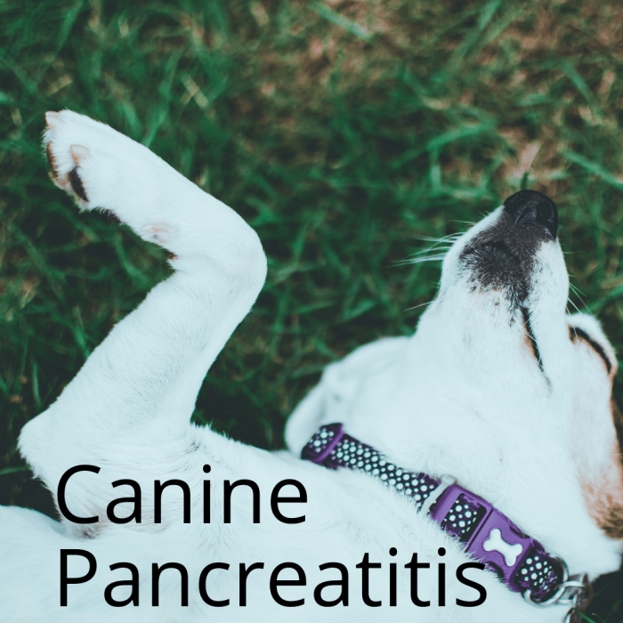 What Is Canine Pancreatitis? PetHelpful By fellow animal lovers and