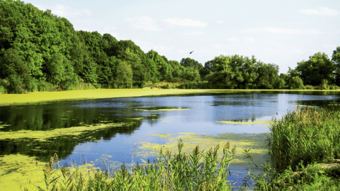 The element of water is associated with tranqulity and the emotions.