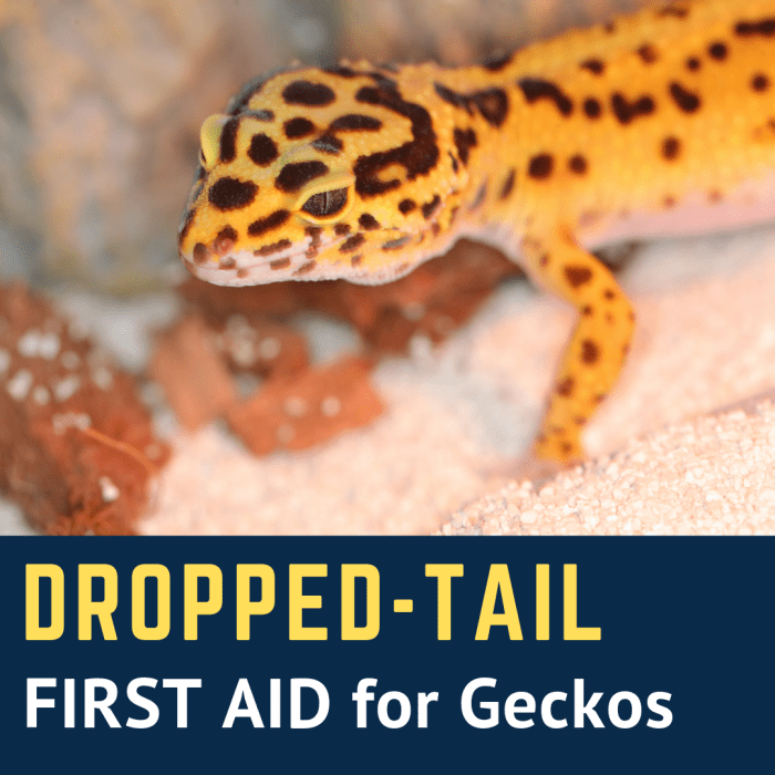 What to Do If a Leopard Gecko Drops Its Tail - PetHelpful - By fellow ...