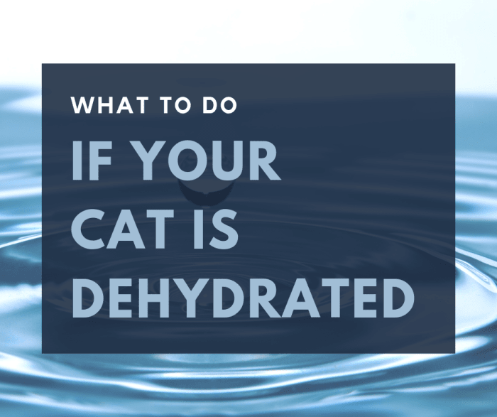 This article includes all you need to know to take care of a dehydrated kitty.