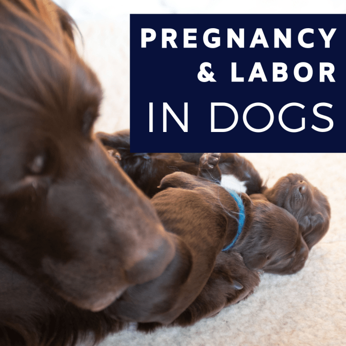 Gestation in Dogs