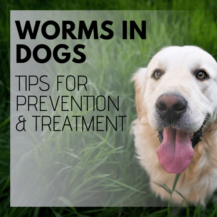 Intestinal Worms In Dogs Symptoms And Treatment Pethelpful By