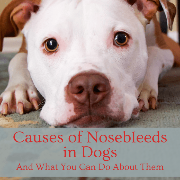 If your dog's nose starts bleeding it can be pretty scary. Find out what to do in this situation.