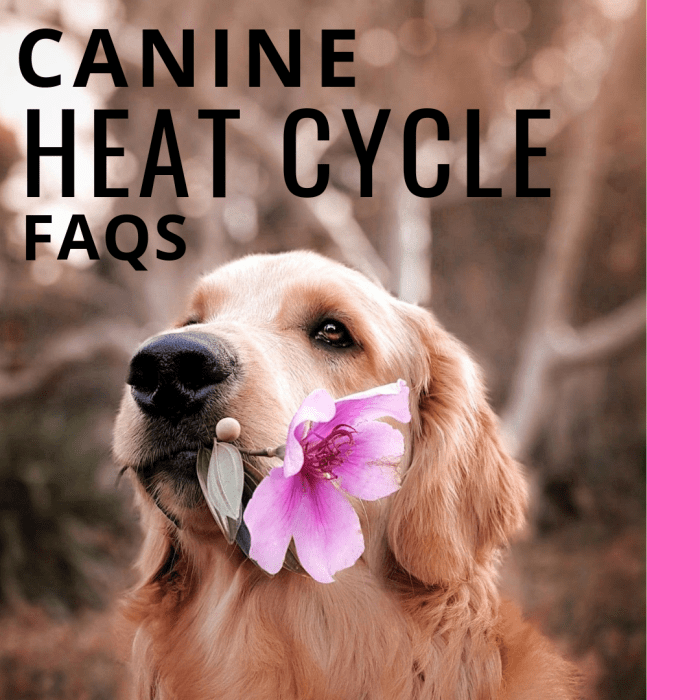 Canine Heat Cycle Stages