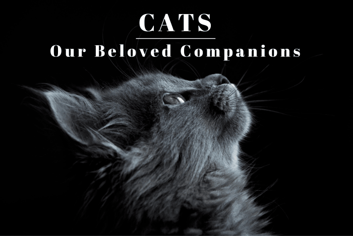 Cats have been by our side throughout the ages. Read on to learn more about these loyal creatures and how we can give our personal companions the best life possible.