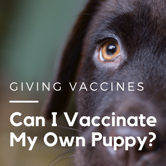 You can give your puppy or dog vaccinations if you have the confidence and knowledge to do it correctly.