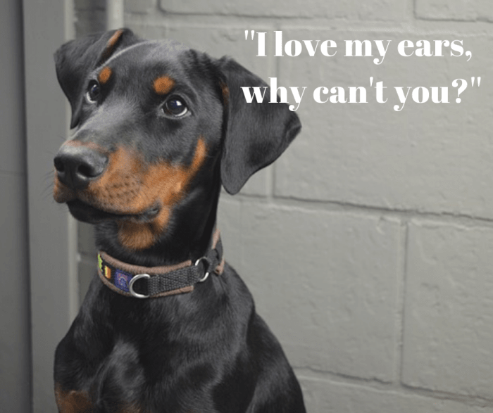 Dobermans are subjected to ear cropping surgeries when young. Picture of Doberman with uncropped, natural ears.