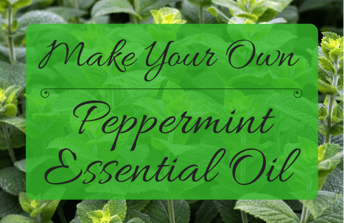 Using only some peppermint and a few household items, you can easily make your own peppermint essential oil at home. This guide will show you how.