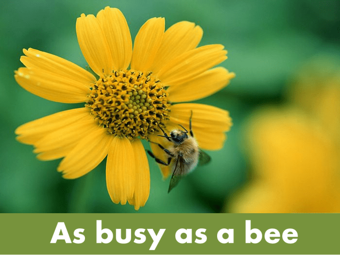 List of Animal Similes - Owlcation