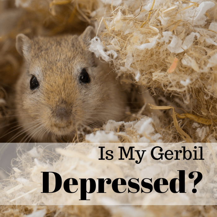 Learn some warning signs of depression in a gerbil and how you can help your furry friend feel better.