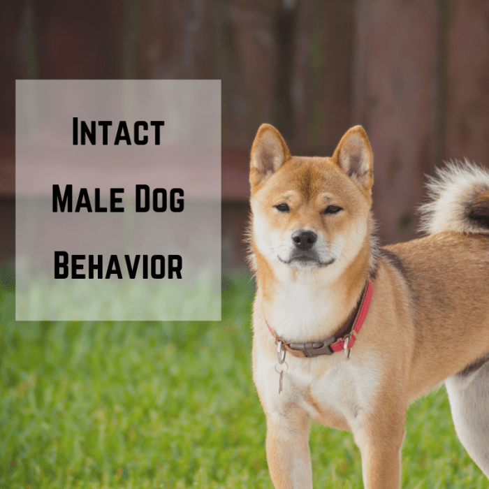Intact male dogs may be more likely to display behaviors linked to hormones.