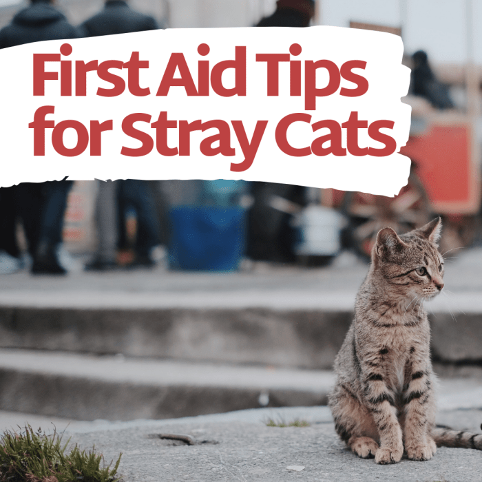 How to Help Treat a Stray Cat's Wound PetHelpful By fellow animal