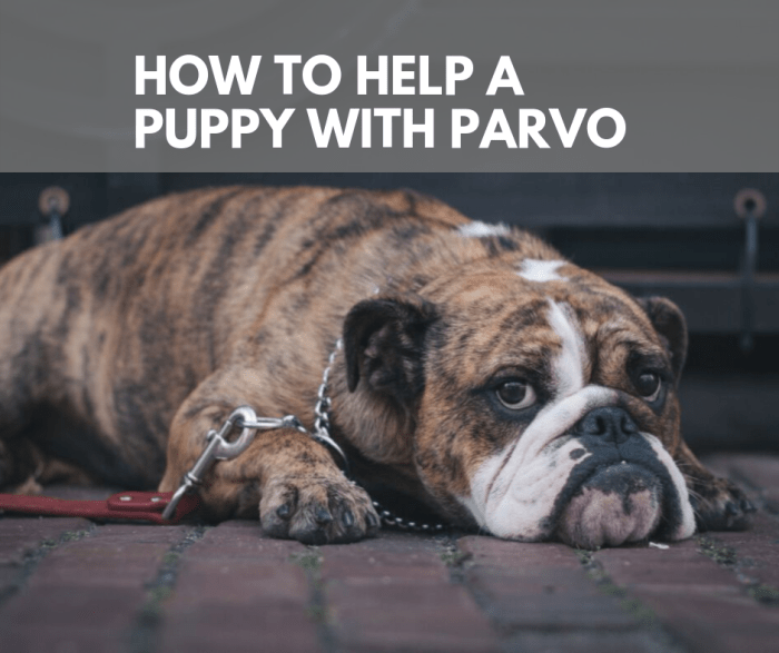 How to Help a Puppy With Parvo PetHelpful