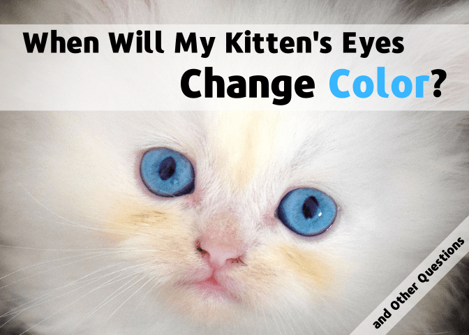 Get answers to commonly asked questions about kittens, such as when their eyes change color and when they can be separated from their mother.