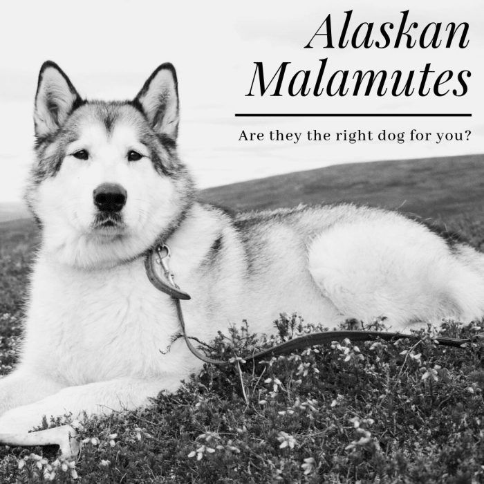 If you've ever wondered if you're up to the daunting task of owning and care for an Alaskan malamute, then this guide is for you.