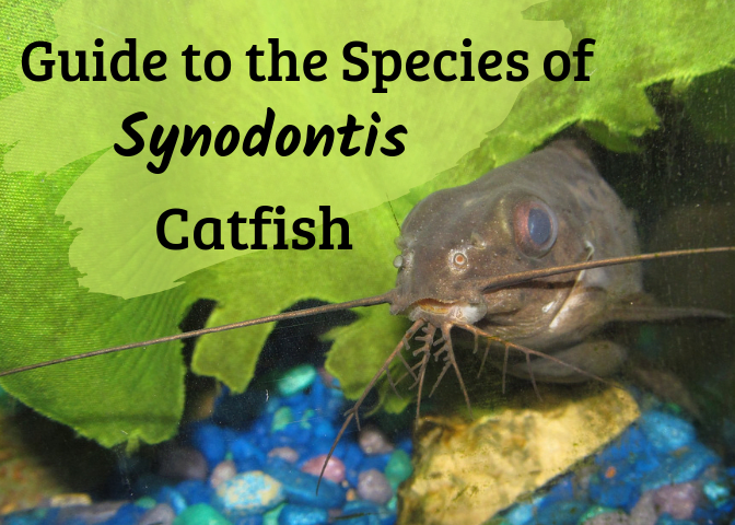 There are many species of this catfish. Shown above is Synodontis eupterus, which you can read about below.