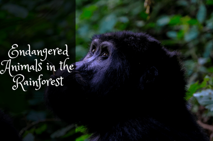 Destruction of our environment is the biggest contribution that we make to the extinction of many species in the forest.