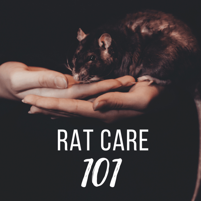 Rat Care for Beginners How to Create the Perfect Rat Cage Setup