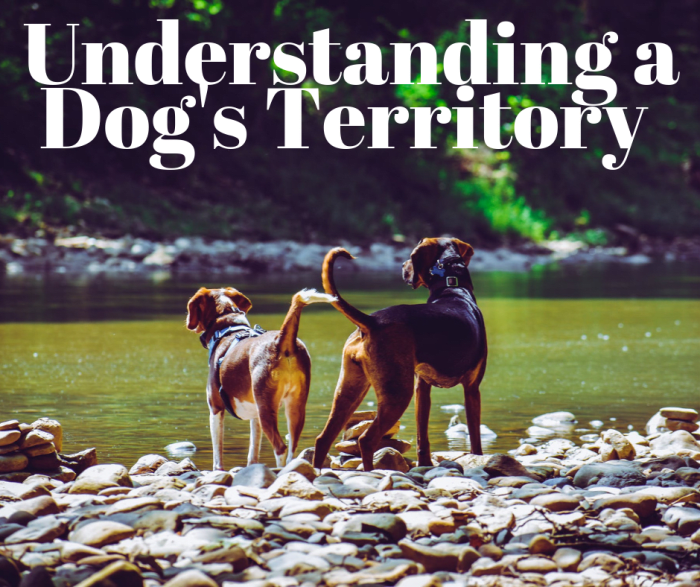 Understanding Dog Territorial Marking PetHelpful By fellow animal