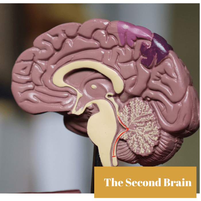 A network of neurotransmitters in our heart and gut may meet the standards for brain activity.