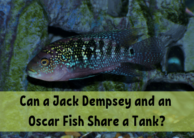 Can a Jack Dempsey and an Oscar Fish Live Together 