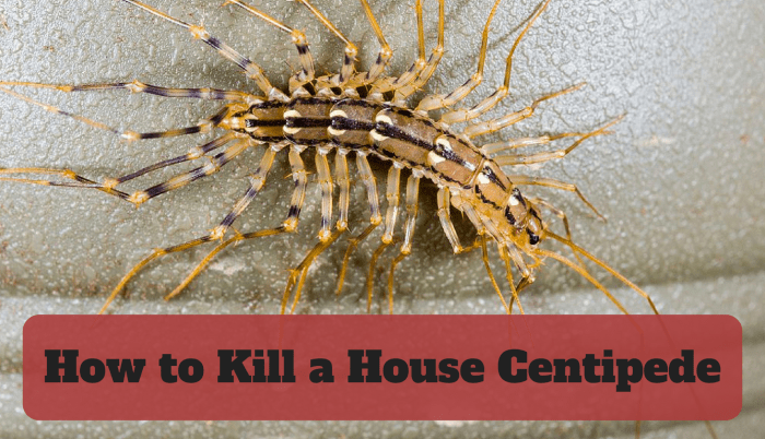Learn how to get rid of the house centipede from your home!