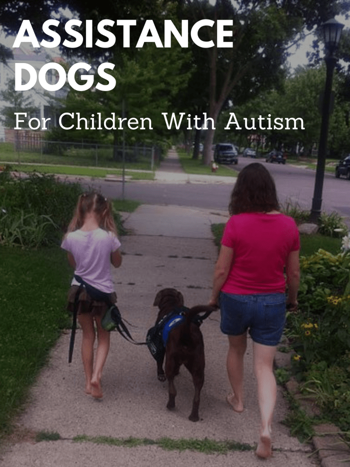 When the child is secured to the service dog by a lead attached at their waist, parents can be more confident that their child won't run into harms way.