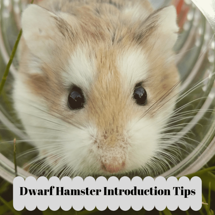 How to Introduce a New Dwarf Hamster into Your Current Hamster's Home
